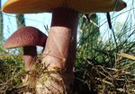 Rycerzyk czerwonozłoty (Tricholomopsis rutilans). Autor: Anna Krysiuk