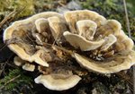 Wrośniak różnobarwny (Trametes versicolor). Anna Krysiuk