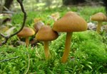 Zasłonak Cortinarius). Autor: Anna Krysiuk