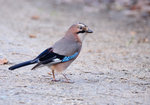 Sójka (Garrulus galndarius). Autor: Hanna Żelichowska